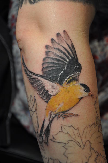 Gold Finch