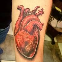 Anatomical Heart